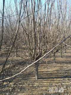 12公分西府海棠