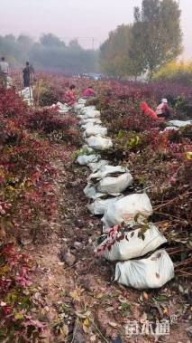 高度60厘米红叶李小苗