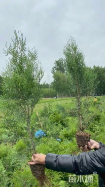 高度120厘米侧柏小苗