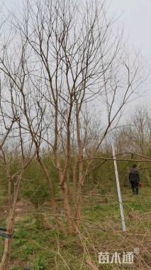 40公分(3杆)丛生乌桕