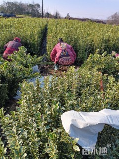 高度50厘米金边黄杨