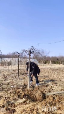 10公分龙爪槐