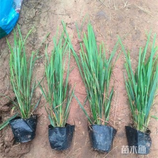 高度40厘米拂子茅