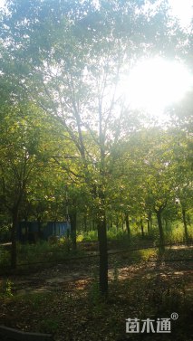18公分香樟