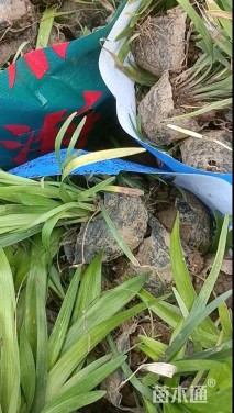 高度20厘米阔叶麦冬草