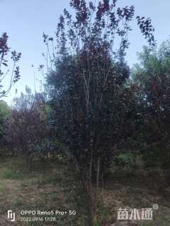 高度300厘米丛生榆叶梅