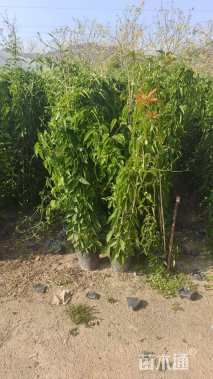 200厘米炮仗花