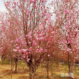 8公分照手红帚桃