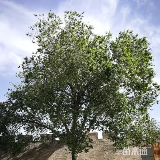 18公分榆树