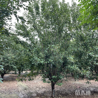 15公分绚丽海棠