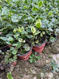 高度35厘米花叶蔓长春