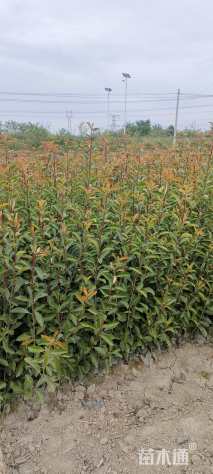 高度60厘米石韦