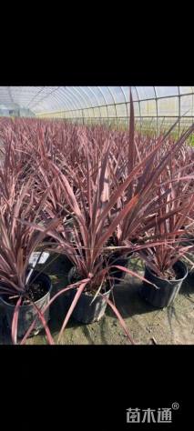 高度70厘米红巨人