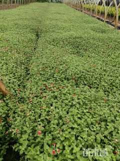 小杯苗樱桃鼠尾草