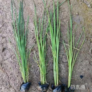 高度55厘米香蒲
