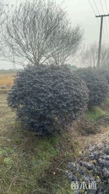 冠幅200厘米红花继木球