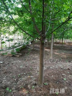 19公分美国红枫-秋火焰