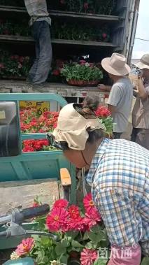 高度15厘米百日草