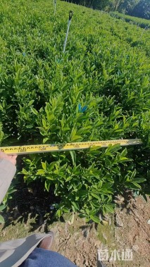 高度80厘米非洲茉莉