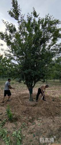 25公分西府海棠