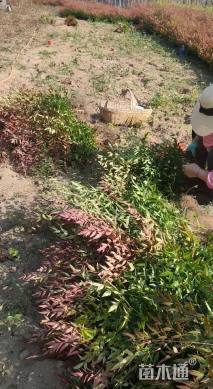 高度30厘米南天竹