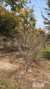 10公分垂丝海棠