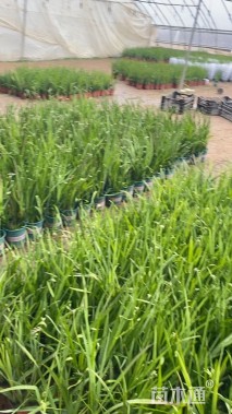 高度24厘米小苍兰