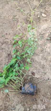 主蔓长60厘米五叶地锦