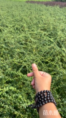 高度50厘米迎春花