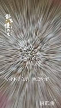 草坪种子
