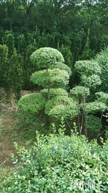 15公分造型小叶女贞