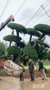 20公分造型柞树