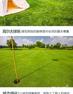 四季青草坪种子