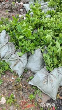 高度30厘米大叶栀子