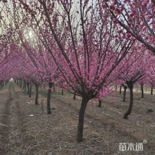 高度350厘米朱砂梅