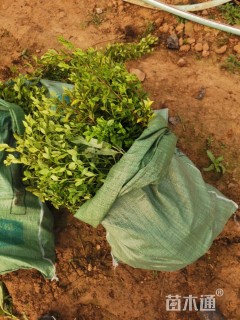 高度40厘米金叶女贞