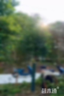 10公分大叶女贞