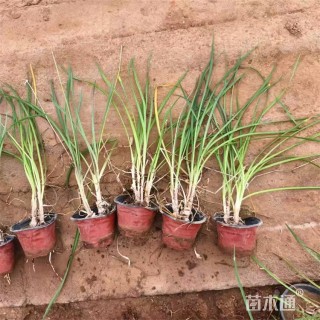 高度40厘米紫娇花