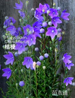 高度25厘米桔梗