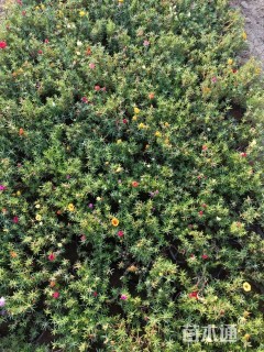 高度15厘米半枝莲