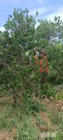 高度400厘米丛生胡柚