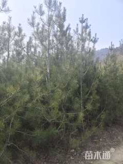 高度2000厘米白皮松