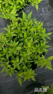 高度50厘米溲疏