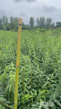 高度100厘米连翘