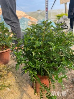 高度30厘米胡椒木