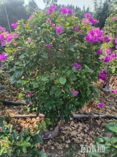 冠幅100厘米三角梅球