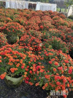 高度30厘米福禄考