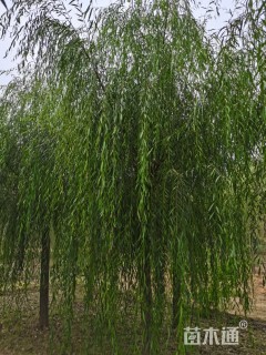 12公分嫁接垂柳