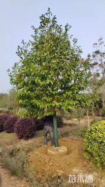 10公分乐昌含笑