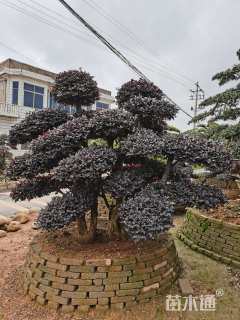 30公分造型红花继木桩